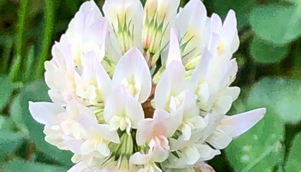 100 Wild White Clover Seeds UK Green Manure Ground Cover Flowering Kitchen Herb 4
