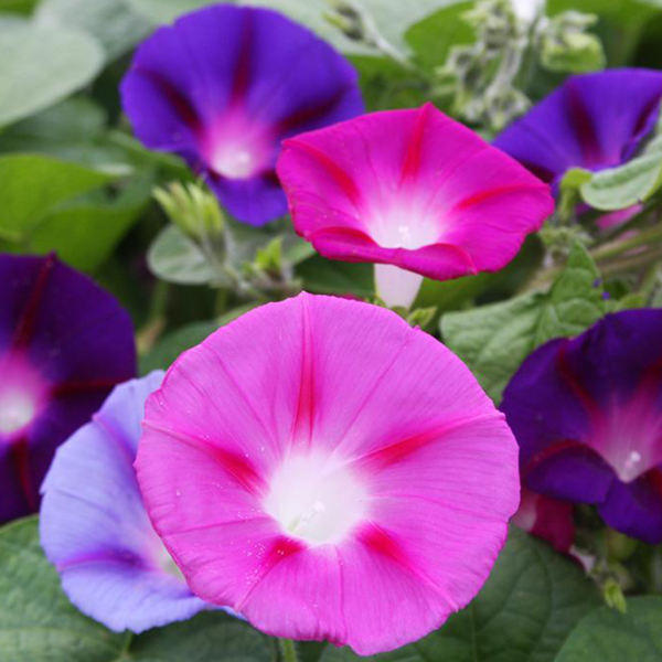30 Mixed Ipomoea Morning Glory Seeds Giant Pastel Flower Blooms Annual Climber 4