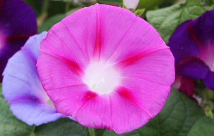 30 Mixed Ipomoea Morning Glory Seeds Giant Pastel Flower Blooms Annual Climber 4