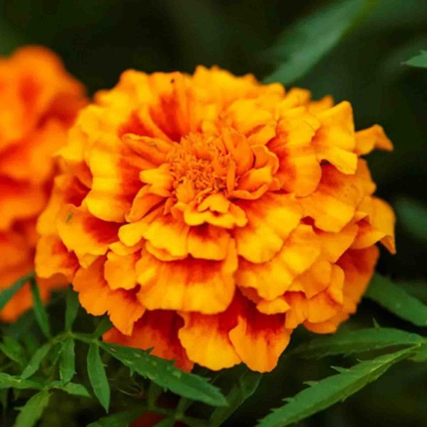50 Double French Marigold Seeds Dwarf Tagetes Brocade Mix Bi Coloured Flowers UK 7
