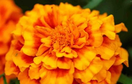 50 Double French Marigold Seeds Dwarf Tagetes Brocade Mix Bi Coloured Flowers UK 7