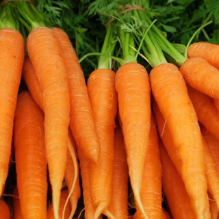 50 Orange Carrot Seeds Touchon Nantes Sweet Root Vegetables To Grow UK Garden 4