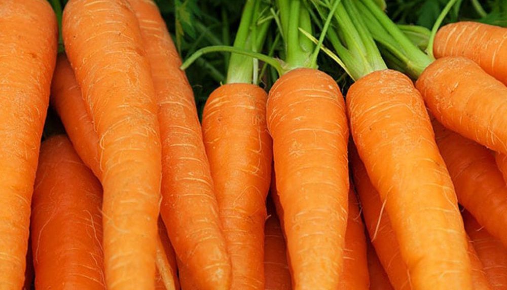 50 Orange Carrot Seeds Touchon Nantes Sweet Root Vegetables To Grow UK Garden 4