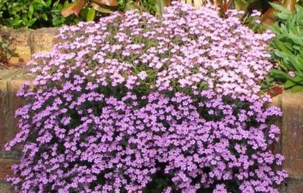 50 Pink Creeping Soapwort Seeds UK Native Carpet Flower Ground Cover Rock Plant 2