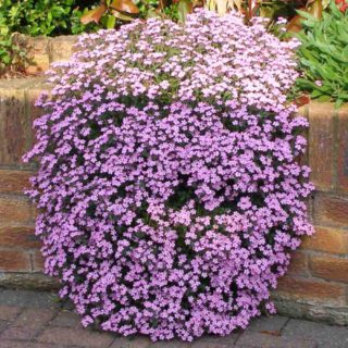 50 Pink Creeping Soapwort Seeds UK Native Carpet Flower Ground Cover Rock Plant 3