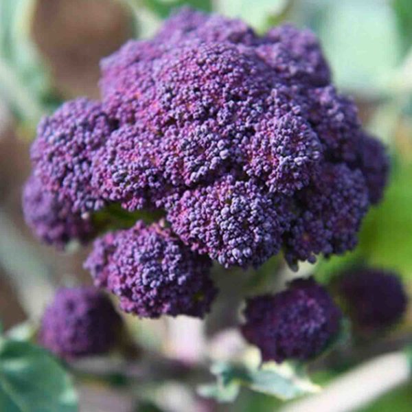 50 Purple Sprouting Broccoli Seeds UK Hardy Garden Vegetable Early Crop Harvest 8