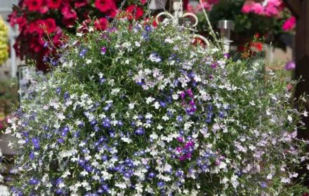 50 Trailing Lobelia Seeds Fountain Mix UK Hanging Basket Small Single Flowers 3