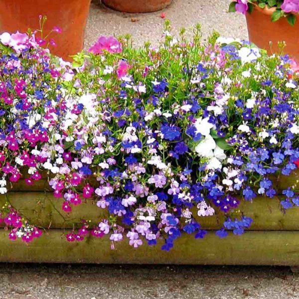 50 Trailing Lobelia Seeds Fountain Mix UK Hanging Basket Small Single Flowers 4