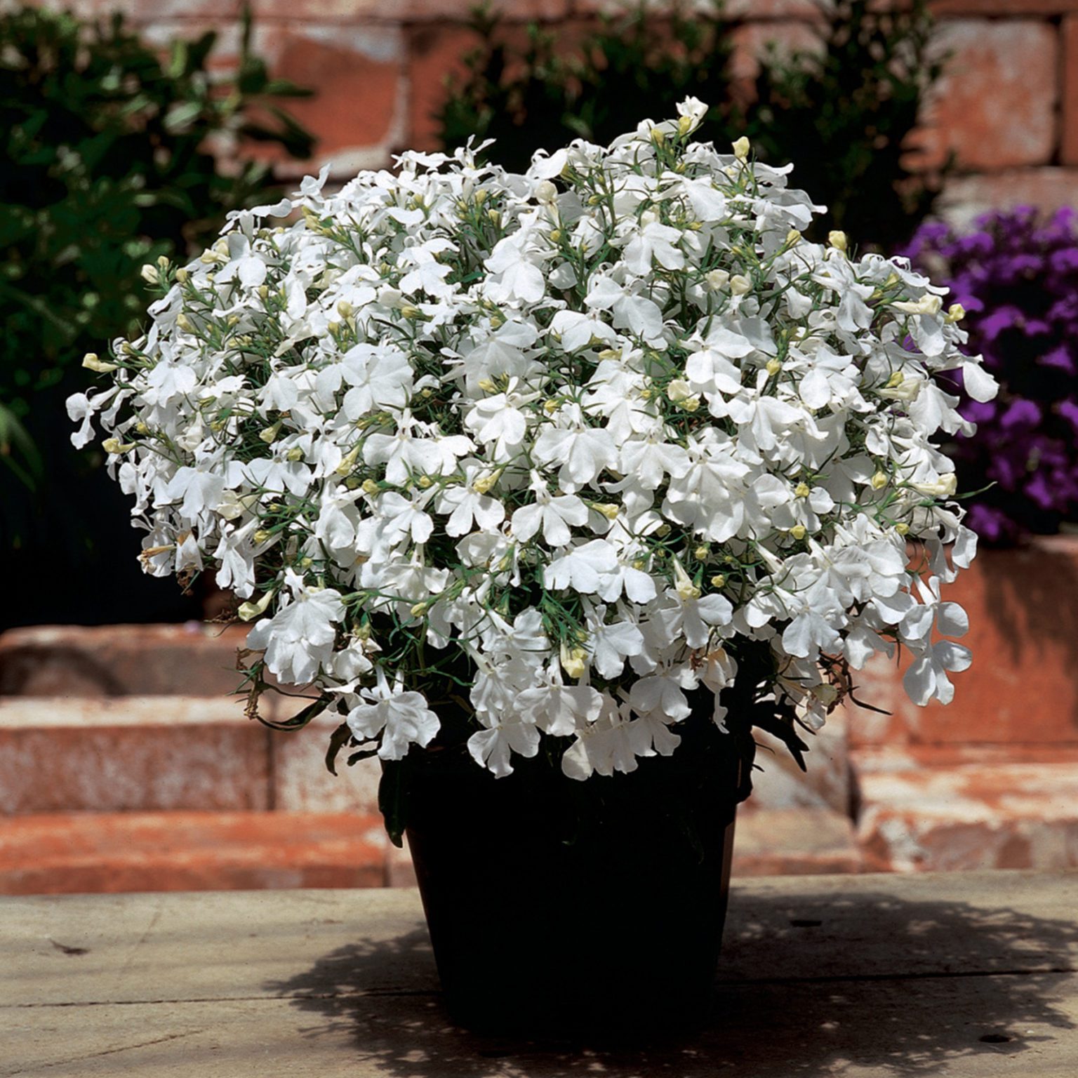 50 White Cascading Lobelia Seeds - Welldales