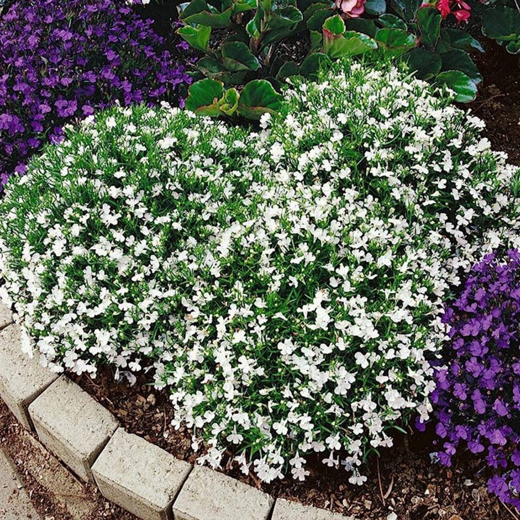 50 White Cascading Lobelia Seeds - Welldales