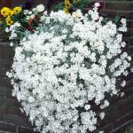 50 White Creeping Summer Snow Seeds UK Garden Ground Cover Lawn Carpet Flowers