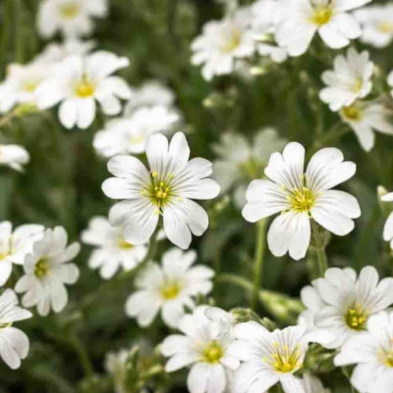 50 White Creeping Snow Summer Chickweed Seeds - Welldales