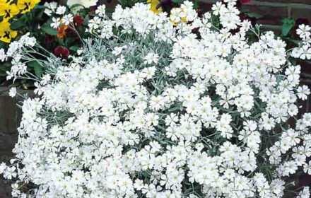 50 White Creeping Summer Snow Seeds UK Garden Ground Cover Lawn Carpet Flowers