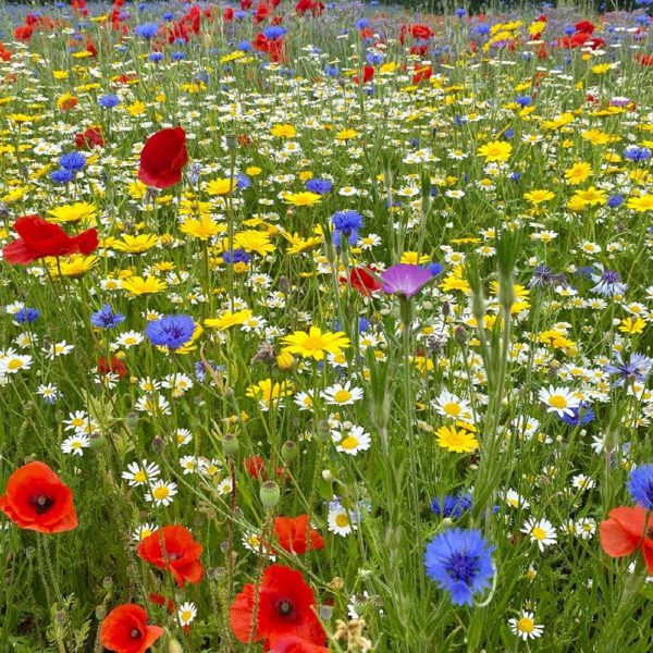 Welldales Magical Meadow Mix UK Wildflower Seeds No Grass Throw Grow Bee Garden 3