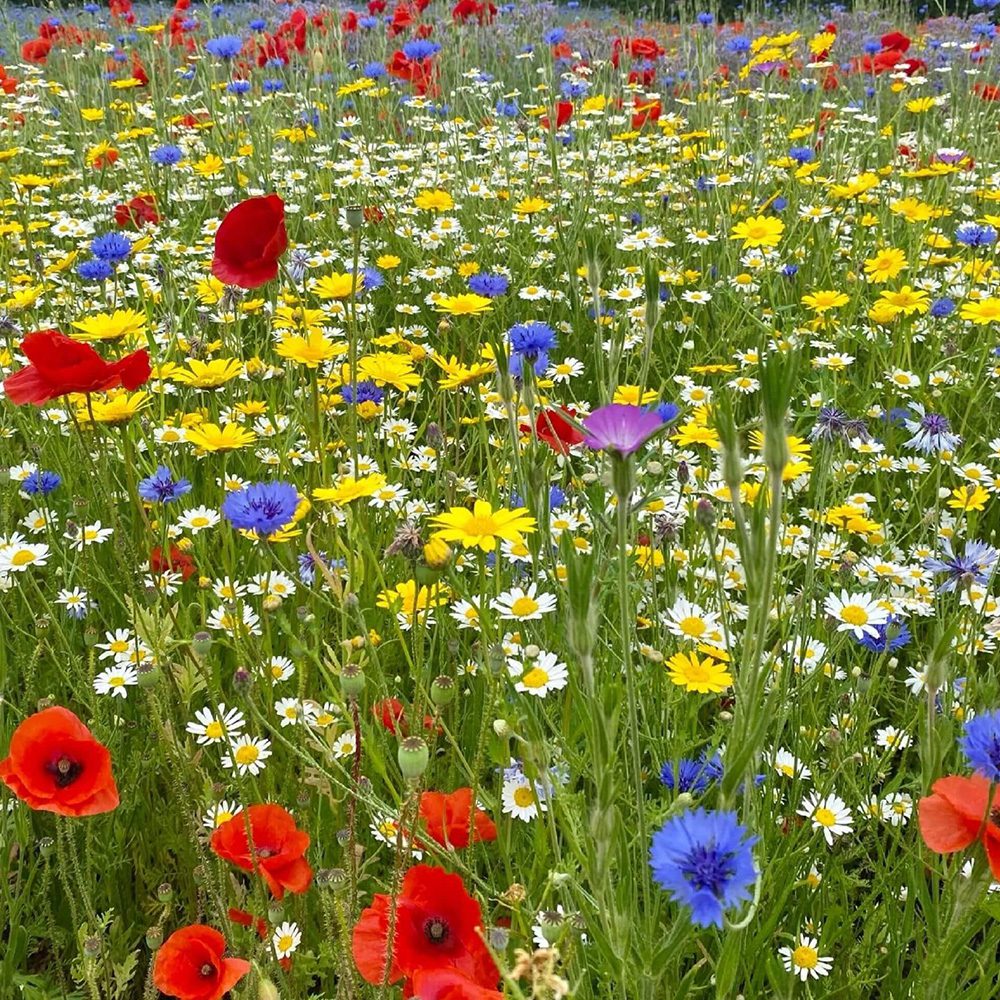 Welldales Magic Meadow Mix Seeds - Welldales
