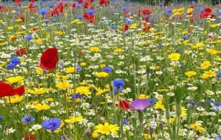 Welldales Magical Meadow Mix UK Wildflower Seeds No Grass Throw Grow Bee Garden 3