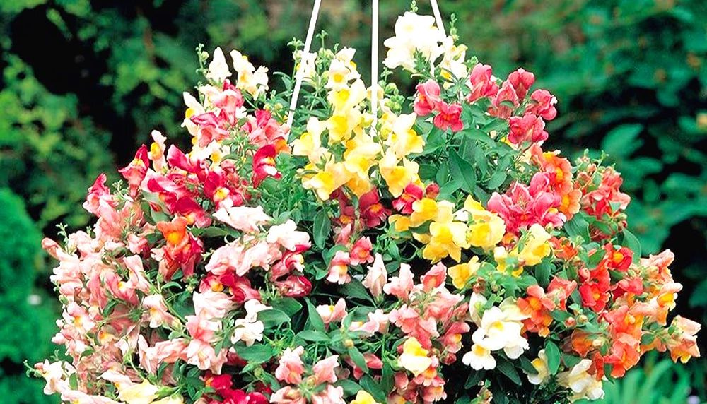 100 Mixed Dwarf Snapdragon Seeds UK Mini Antirrhinum Tom Thumb Garden Flower 3