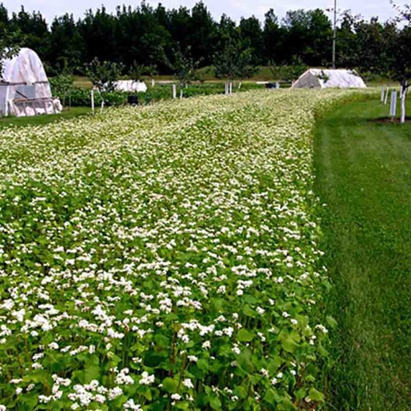 100 White Canopy Buckwheat Seeds UK Common Green Manure Ground Cover Flowers