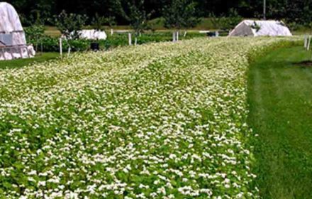 100 White Canopy Buckwheat Seeds UK Common Green Manure Ground Cover Flowers