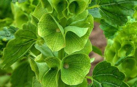 30 Giant Bells of Ireland Seeds UK Annual White Moluccella Dried Flower Plants 2