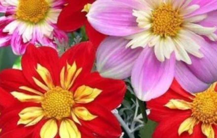 30 Mixed Dwarf Dandy Dahila Seeds UK Half Hardy Perennial Bicolour Garden Flower 2