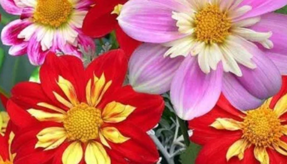 30 Mixed Dwarf Dandy Dahila Seeds UK Half Hardy Perennial Bicolour Garden Flower 2