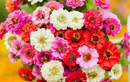 30 Mixed Dwarf Thumberlina Zinnia Seeds UK Elegans Annual Border Bedding Flower 4
