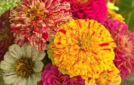 30 Mixed Zinnia Peppermint Stick Seeds UK Elegans Stiped Annual Garden Flowers