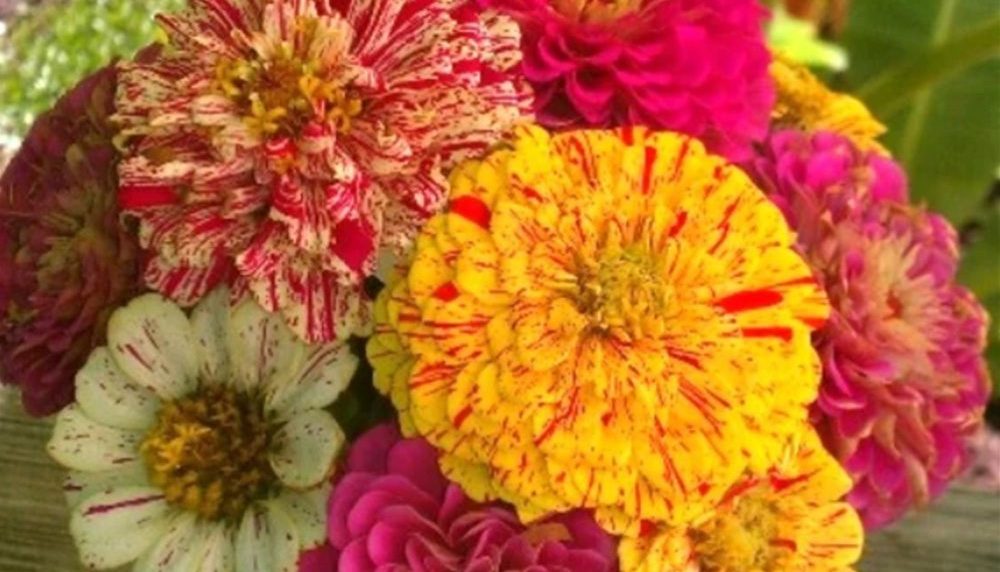 30 Mixed Zinnia Peppermint Stick Seeds UK Elegans Stiped Annual Garden Flowers