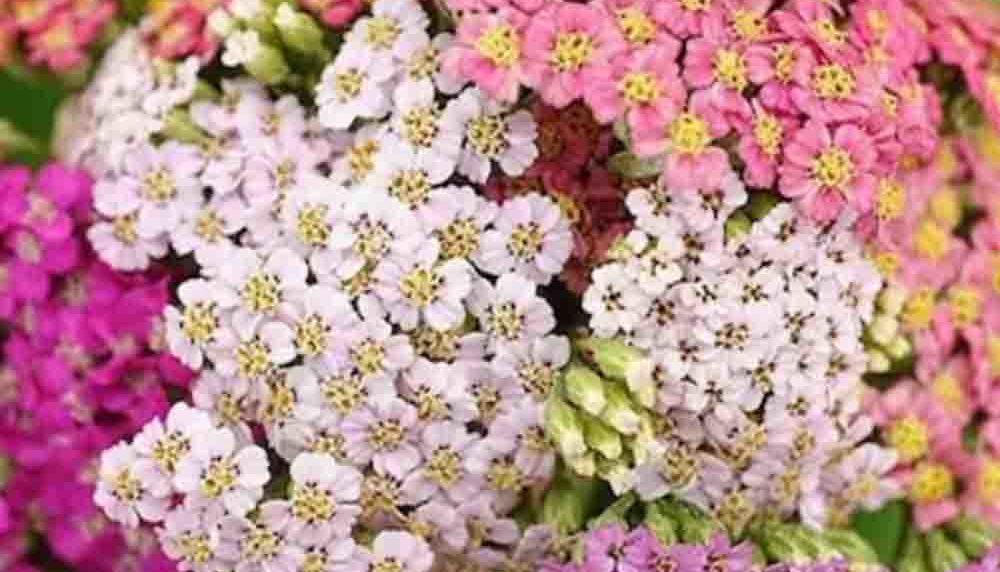 50 Mixed Pastel Achillea Seeds UK Hardy Asteraceae Yarrow Garden Wild Flower