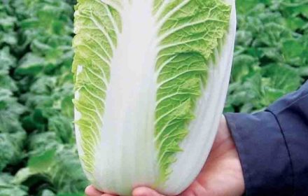 50 Chinese Cabbage Seeds Napa Michihili Easy to Grow Green Leaf Vegetable Garden
