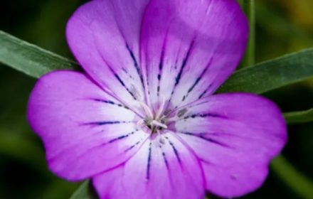 50 Giant Purple Corncokle Seeds UK Hardy Native Annual Meadow Garden Wildflower 2