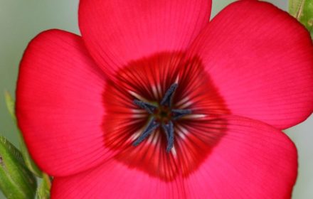 50 Scarlet Flax Seeds UK Linum Grandiflorum Rubrum Annual Garden Border Flowers 7