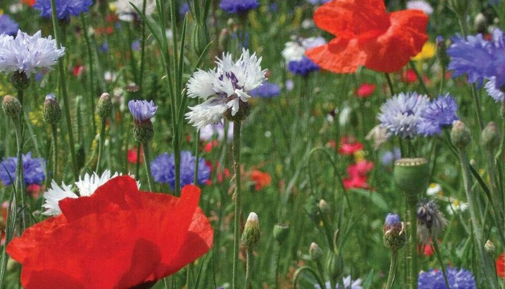 Cornfield Cottage Carden Mix Seeds UK Native Annual Meadow wildflowers No Grass 2