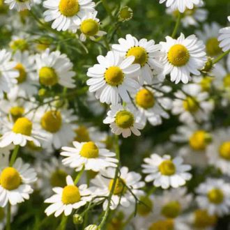 100 English Creeping Chamomile Seeds UK Anthemis Nobilis Perennial Lawn Flower 5