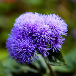 100 Mexican Blue Mink Seeds UK Self Seeding Ageratum Garden Annual Floss Flowers 6