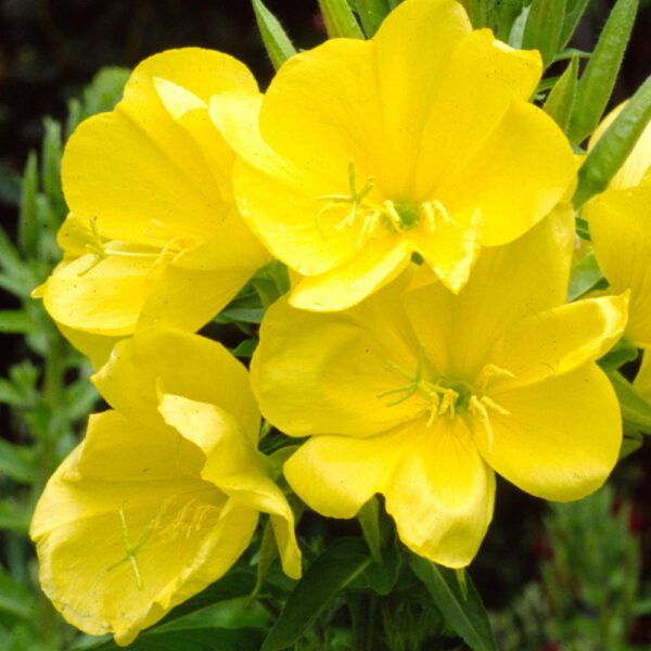 100 Yellow Evening Primrose Seeds Biennial Oenothera Cottage Garden Wildflower 6