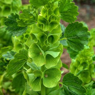 30 Giant Bells of Ireland Seeds UK Annual White Moluccella Dried Flower Plants 2
