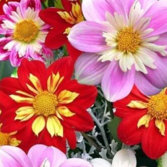 30 Mixed Dwarf Dandy Dahila Seeds UK Half Hardy Perennial Bicolour Garden Flower 2