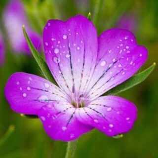 50 Giant Purple Corncokle Seeds UK Hardy Native Annual Meadow Garden Wildflower 4