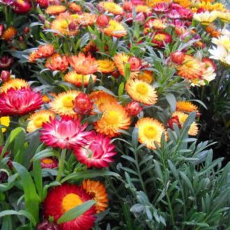 50 Mixed Dwarf Strawflower Seeds UK Everlasting Paper Daisy Annual Garden Plants 2