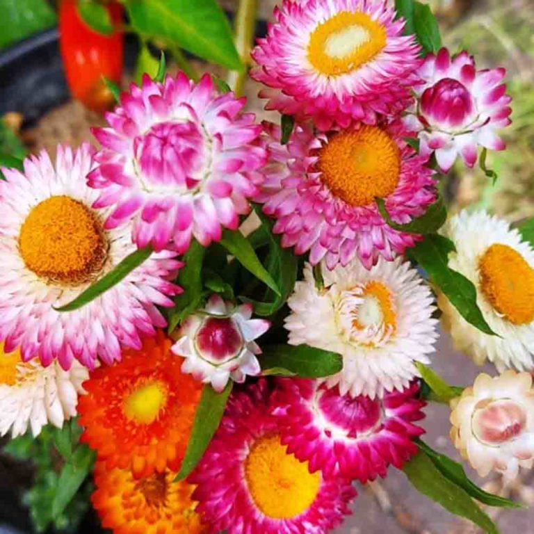 50 Mixed Dwarf Strawflower Seeds Welldales