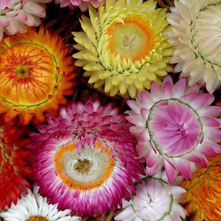 50 Mixed Dwarf Strawflower Seeds Welldales