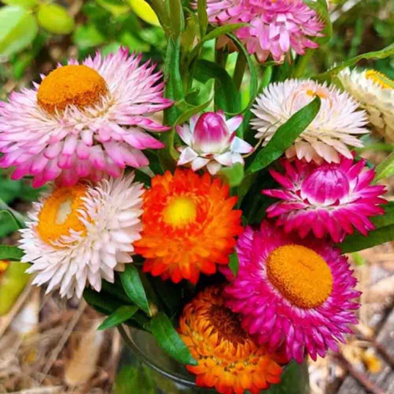50 Mixed Dwarf Strawflower Seeds Welldales