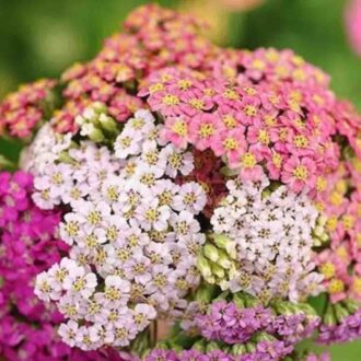 50 Mixed Pastel Achillea Seeds UK Hardy Asteraceae Yarrow Garden Wild Flower 2