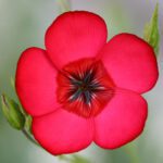 50 Scarlet Flax Seeds UK Linum Grandiflorum Rubrum Annual Garden Border Flowers 7