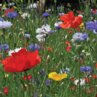 Cornfield Cottage Carden Mix Seeds UK Native Annual Meadow wildflowers No Grass 2