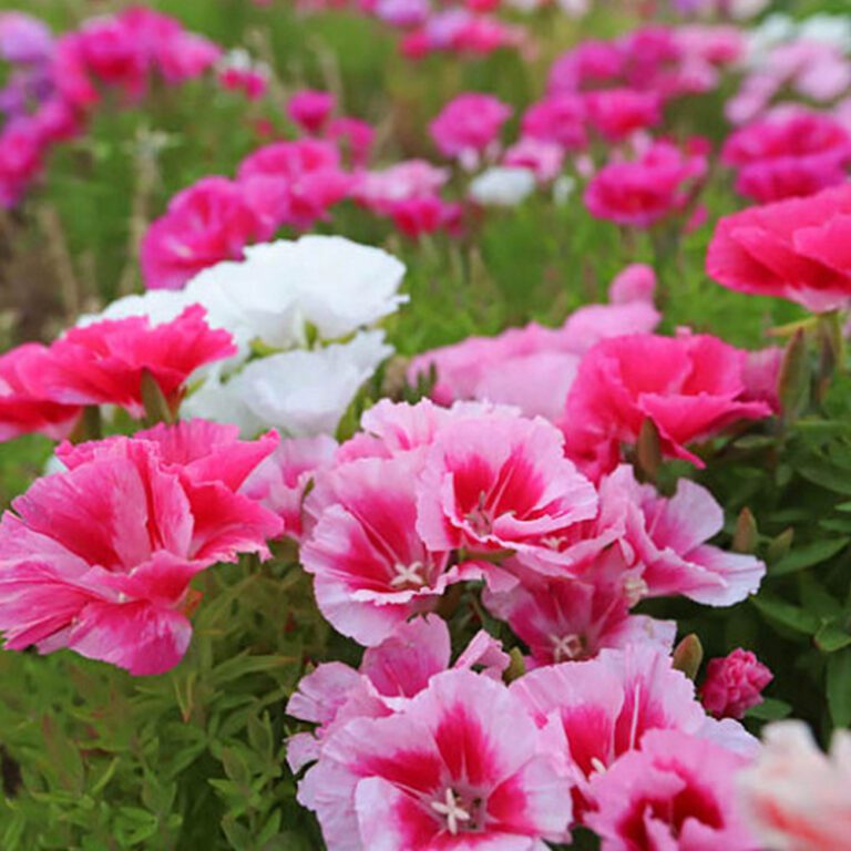 100 Dwarf Godetia Seeds Welldales