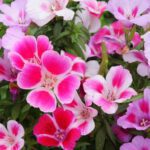 100 Dwarf Godetia Seeds