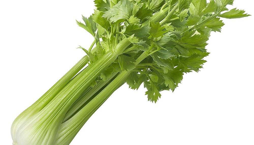 100 Giant Utah Celery Seeds UK Weather Hardy Biennial Stem Vegetable To Plant 3